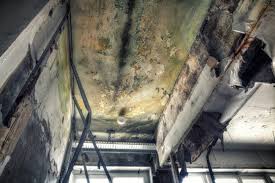 Why You Should Choose Our Mold Remediation Services in Mannington, WV